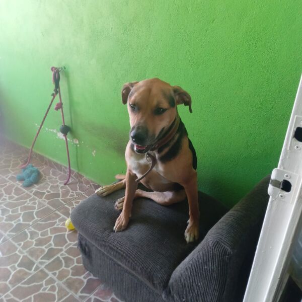 cartel de perro perdido