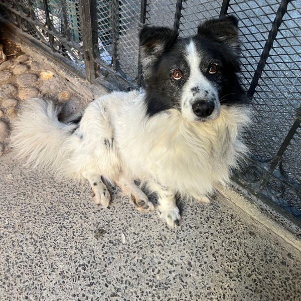 cartel de perro perdido