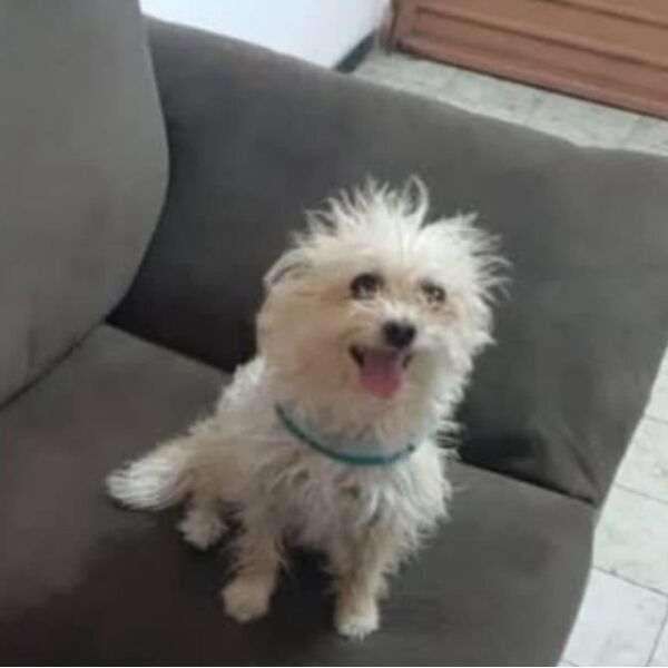 cartel de perro perdido