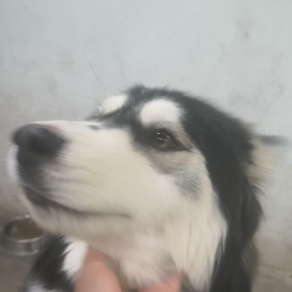 cartel de perro perdido