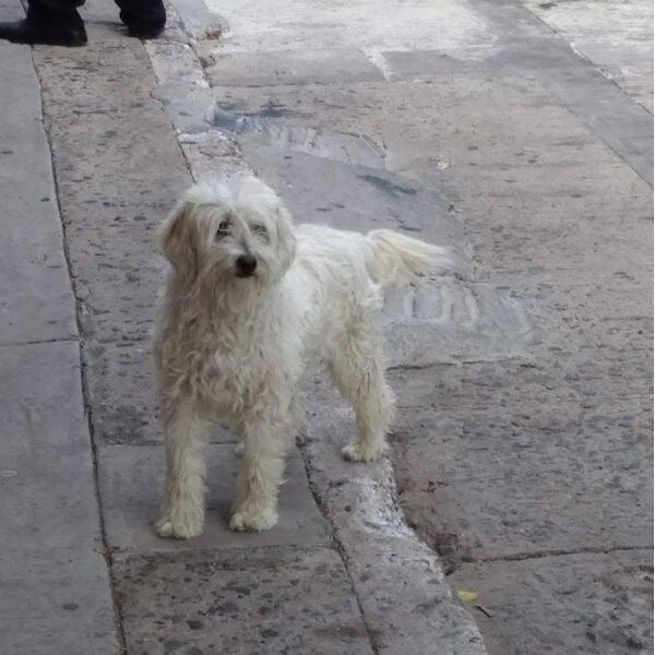 cartel de perro perdido