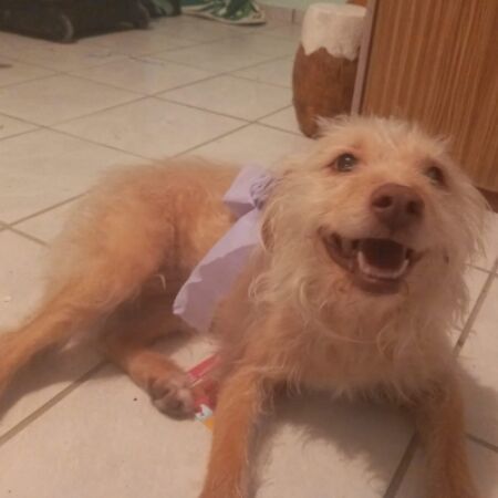 cartel de perro perdido