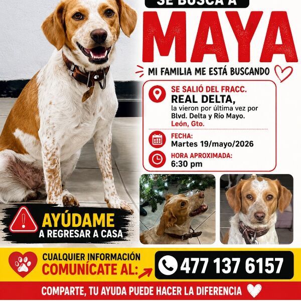 cartel de perro perdido