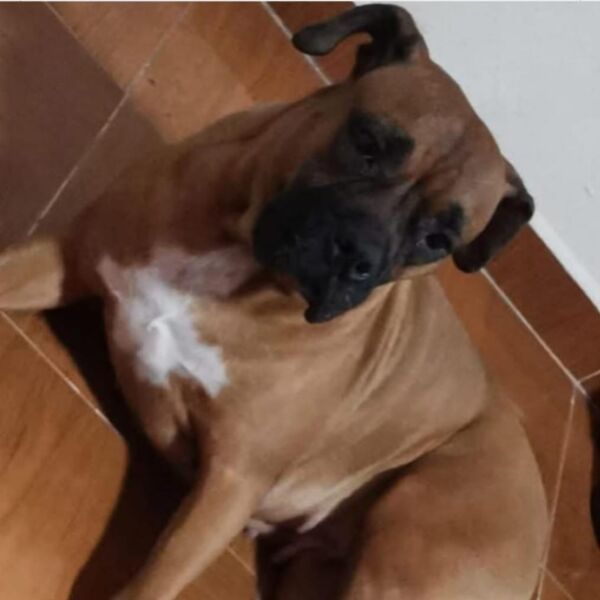 cartel de perro perdido