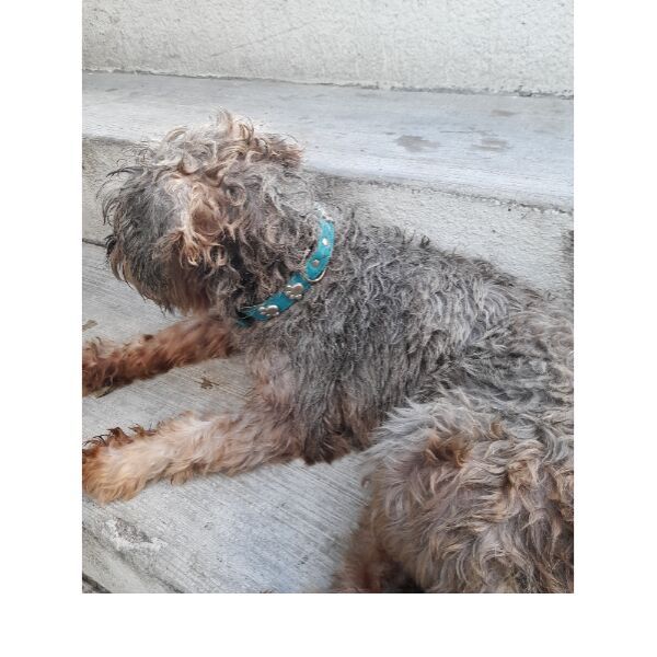 cartel de perro perdido