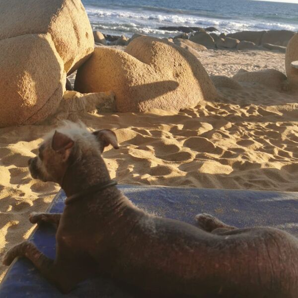 cartel de perro perdido