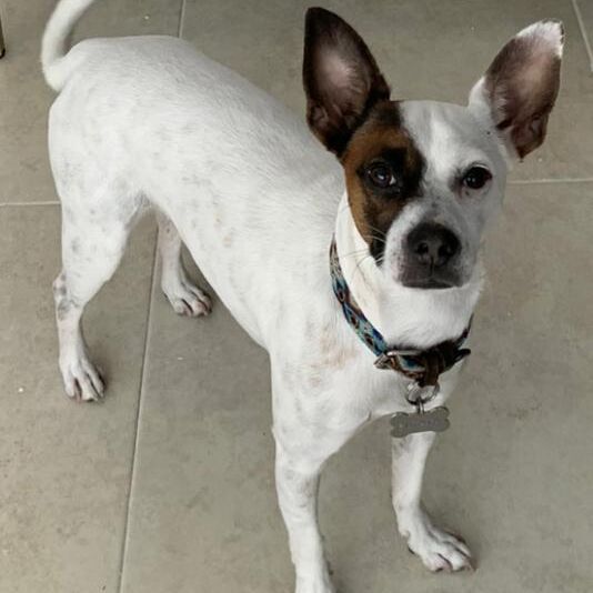 cartel de perro perdido