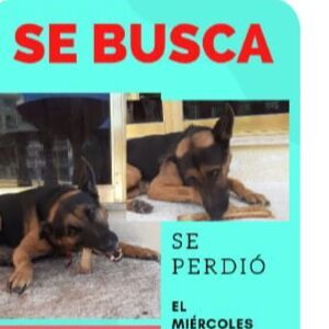 cartel de perro perdido