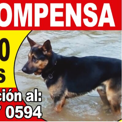 cartel de perro perdido