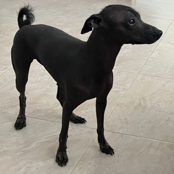 cartel de perro perdido