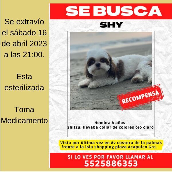 cartel de perro perdido