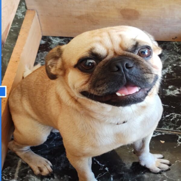 cartel de perro perdido