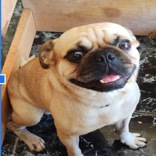 cartel de perro perdido