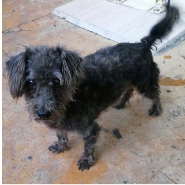 cartel de perro perdido