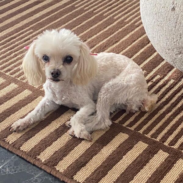 cartel de perro perdido