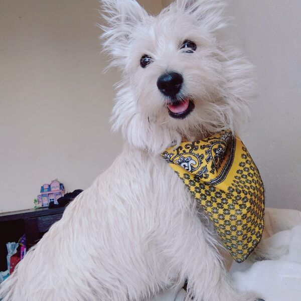 cartel de perro perdido