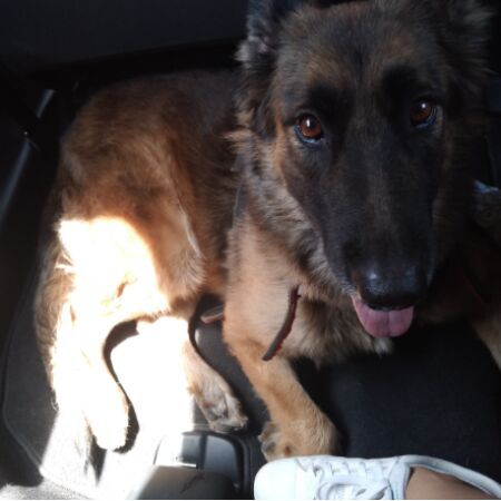 cartel de perro perdido