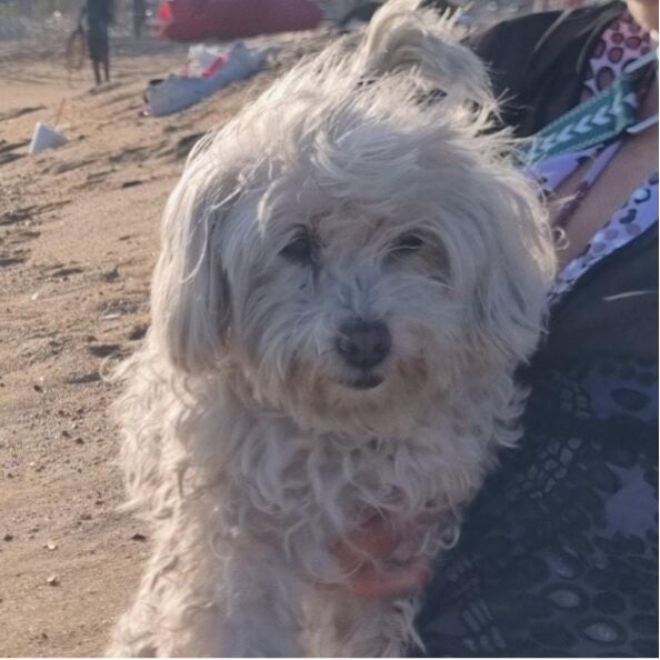 cartel de perro perdido