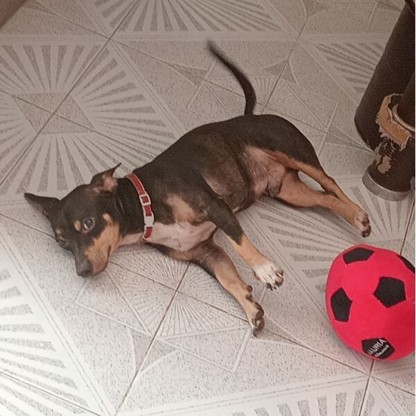 cartel de perro perdido