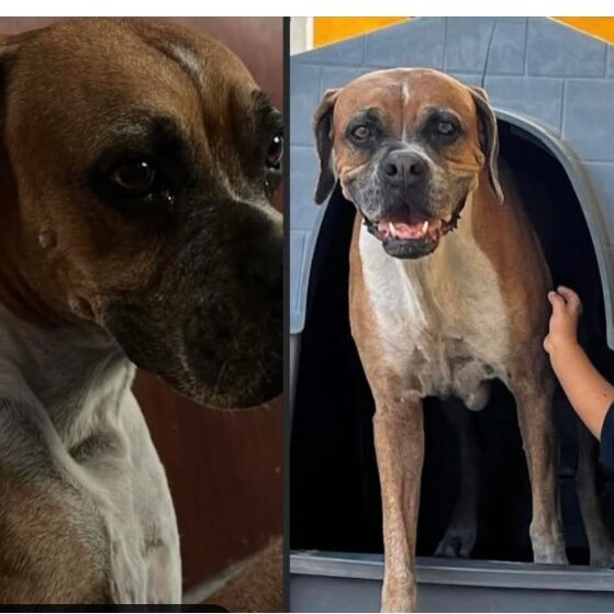 cartel de perro perdido