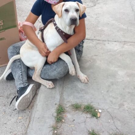 cartel de perro perdido