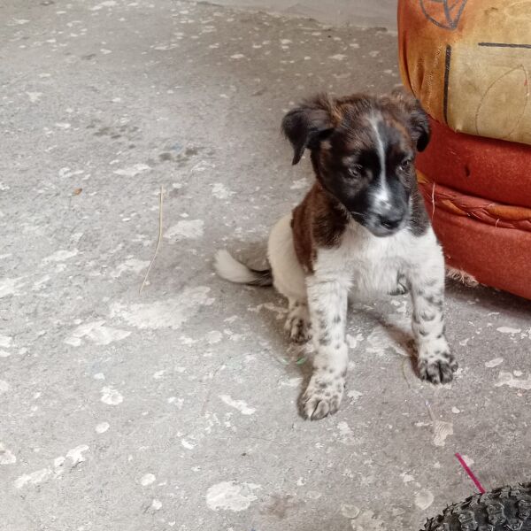 cartel de perro perdido