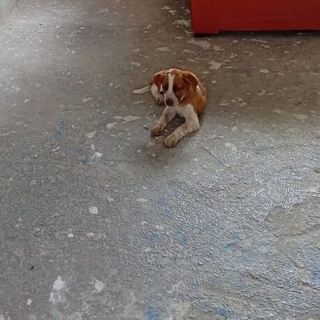 cartel de perro perdido