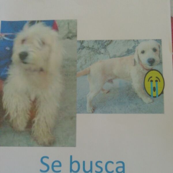 cartel de perro perdido