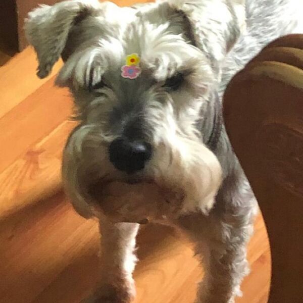 cartel de perro perdido