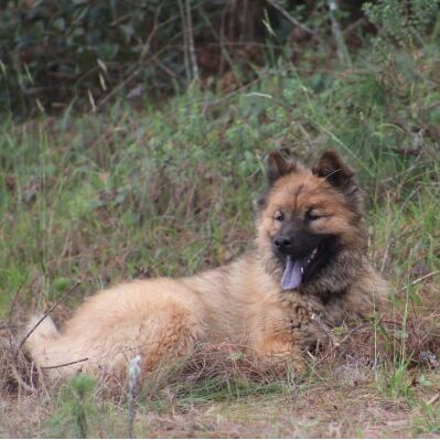 cartel de perro perdido