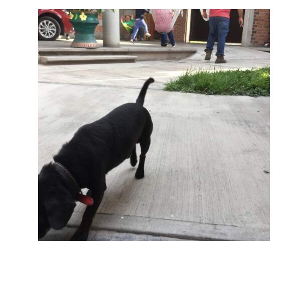 cartel de perro perdido