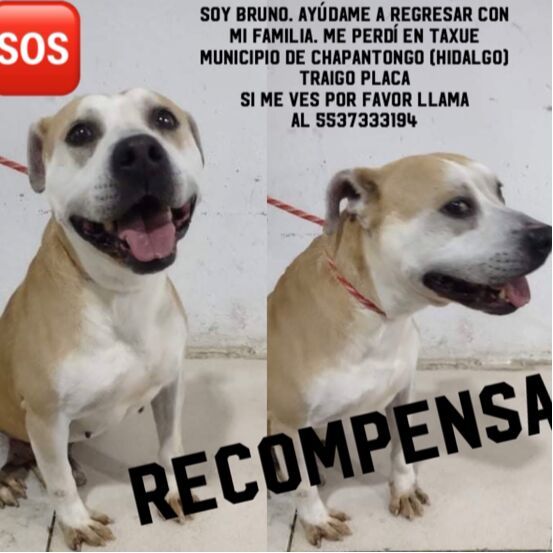 cartel de perro perdido