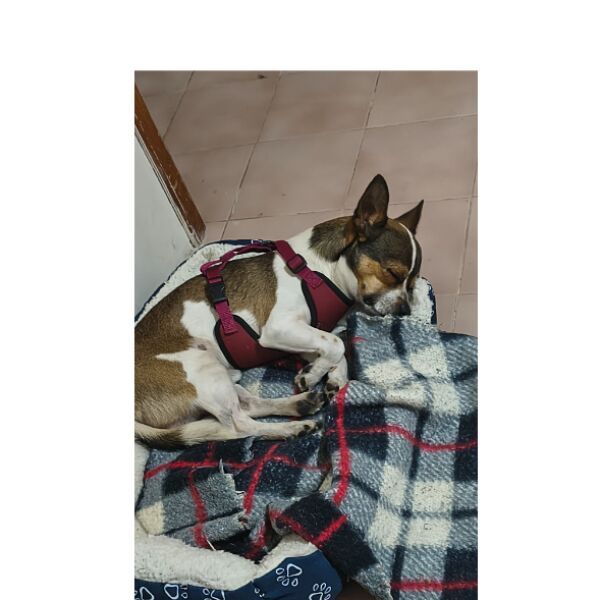 cartel de perro perdido