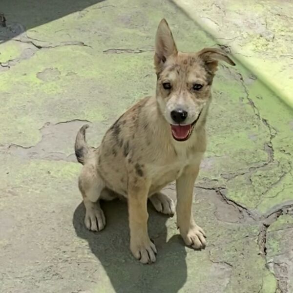 cartel de perro perdido