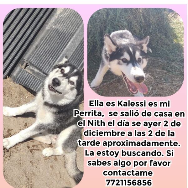 cartel de perro perdido