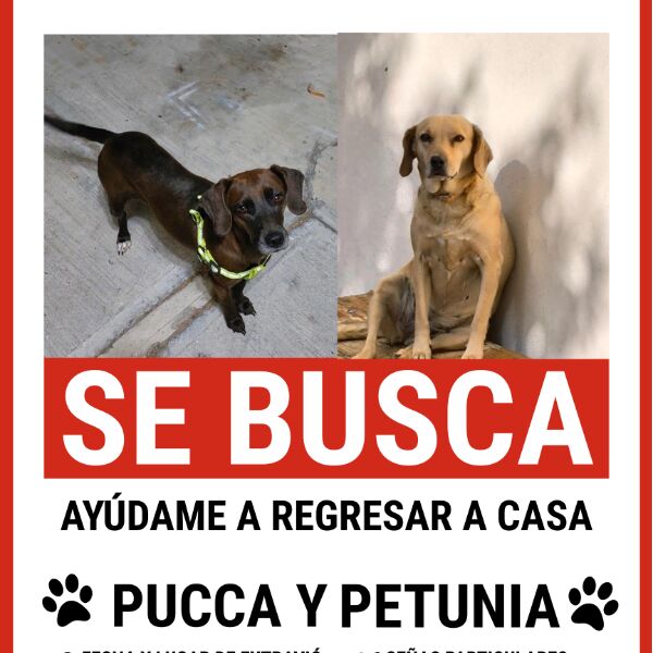 cartel de perro perdido