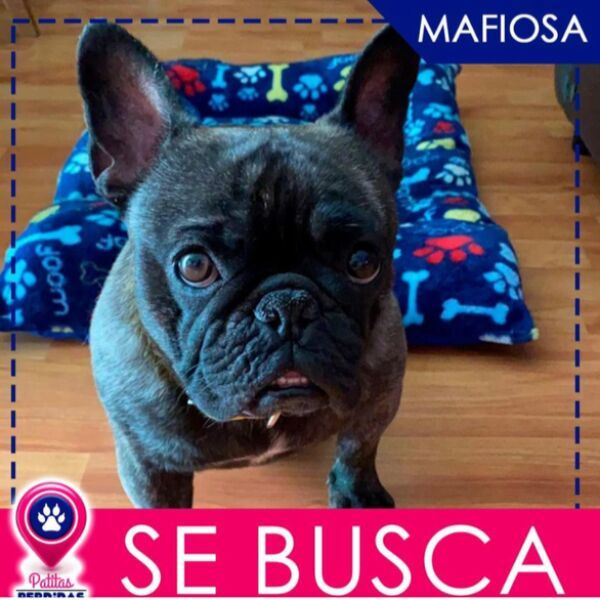 cartel de perro perdido