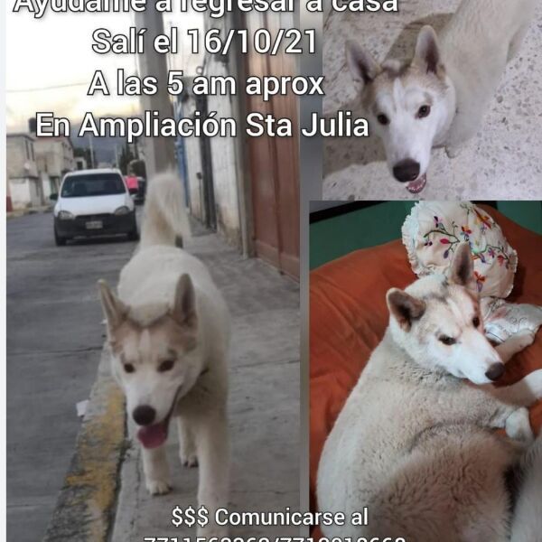 cartel de perro perdido