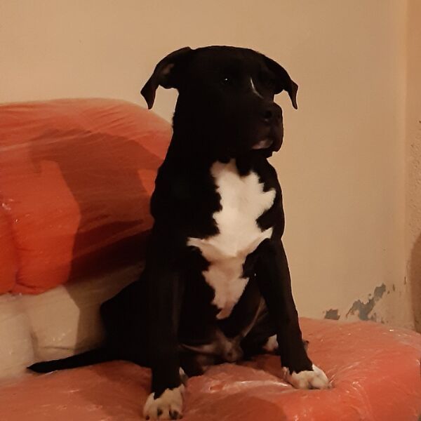 cartel de perro perdido