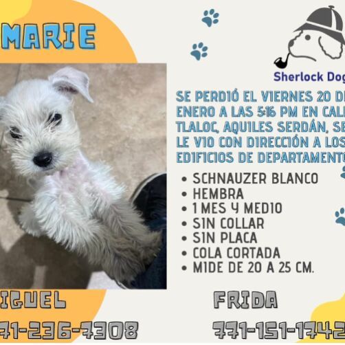 cartel de perro perdido