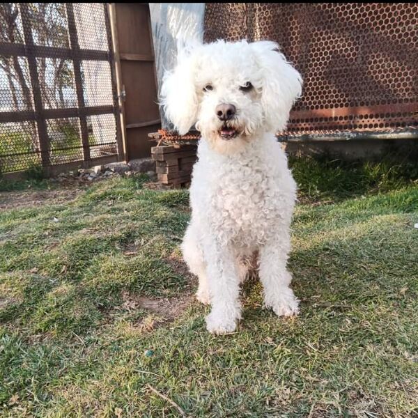 cartel de perro perdido