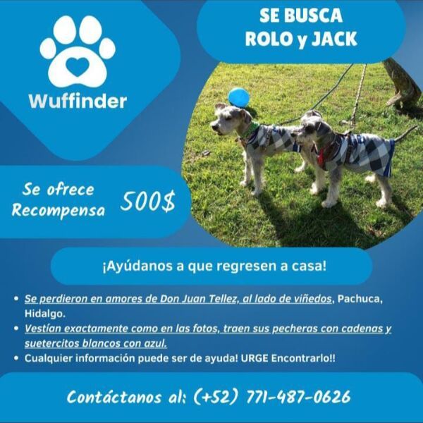 cartel de perro perdido