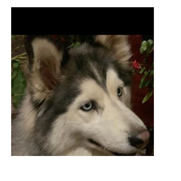 cartel de perro perdido