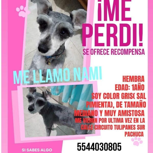 cartel de perro perdido