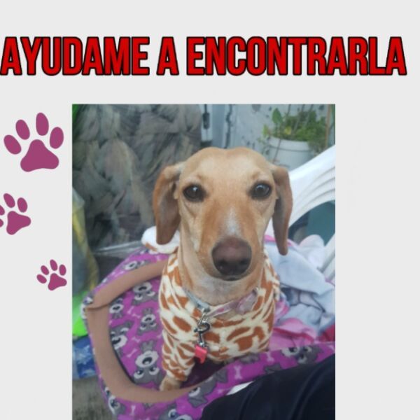 cartel de perro perdido