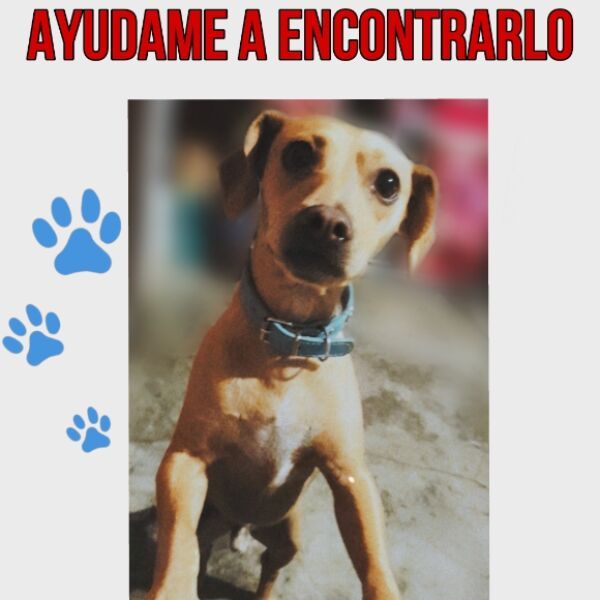 cartel de perro perdido