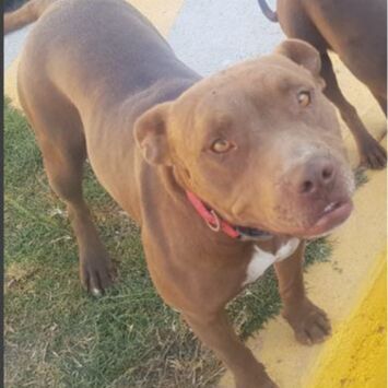 cartel de perro perdido