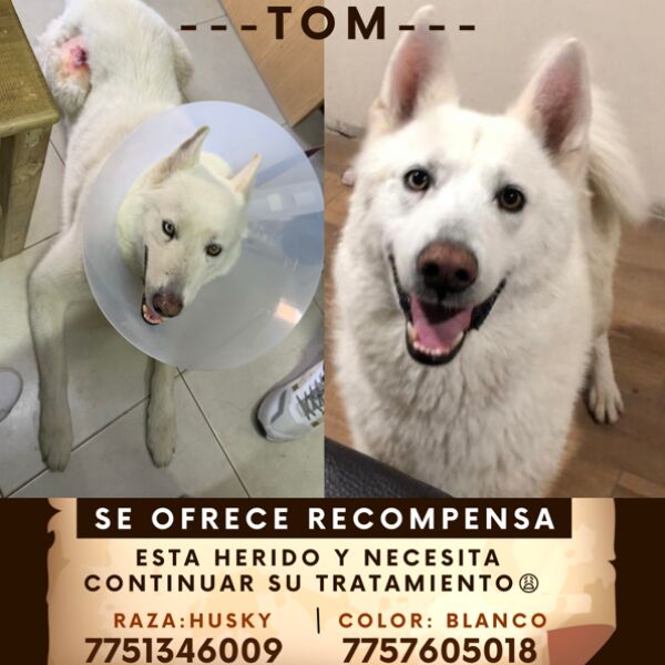 cartel de perro perdido