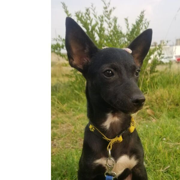 cartel de perro perdido