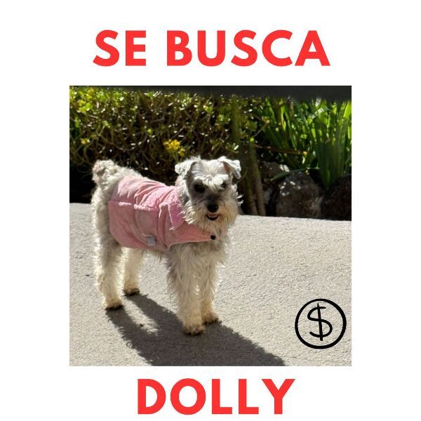 cartel de perro perdido